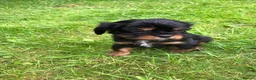 Cavalier King Charles Spaniel dogs for sale: Cavalier King Charles puppies  - Advert 8