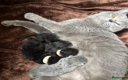 British Shorthair cats for sale: Pure British shorthair  - Image 4