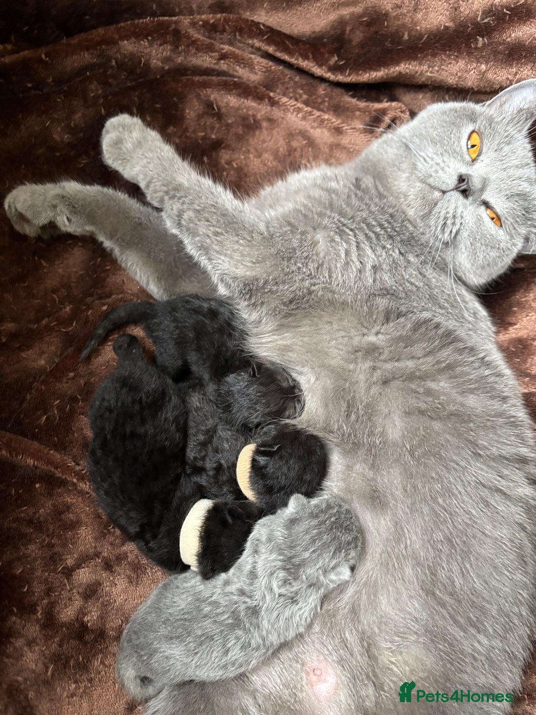 British Shorthair cats for sale: Pure British shorthair  - Image 4