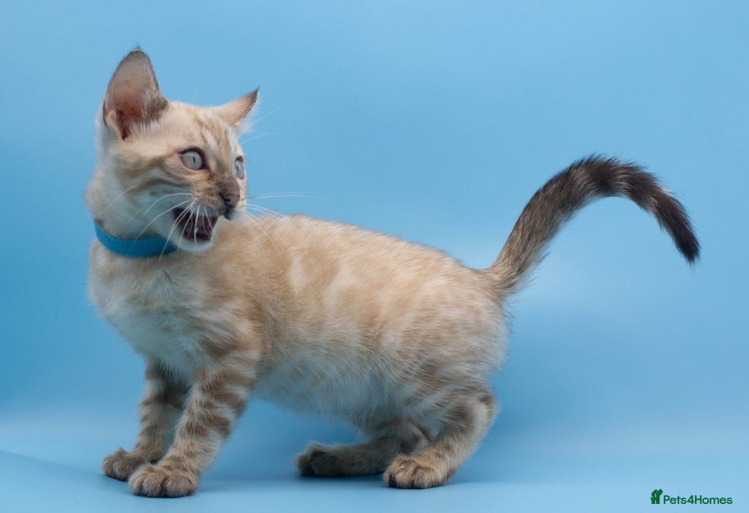 Bengal cats for sale: Gorgeous TICA Registered Bengal Kittens! - Image 1