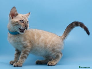 Bengal cats - Advert 2