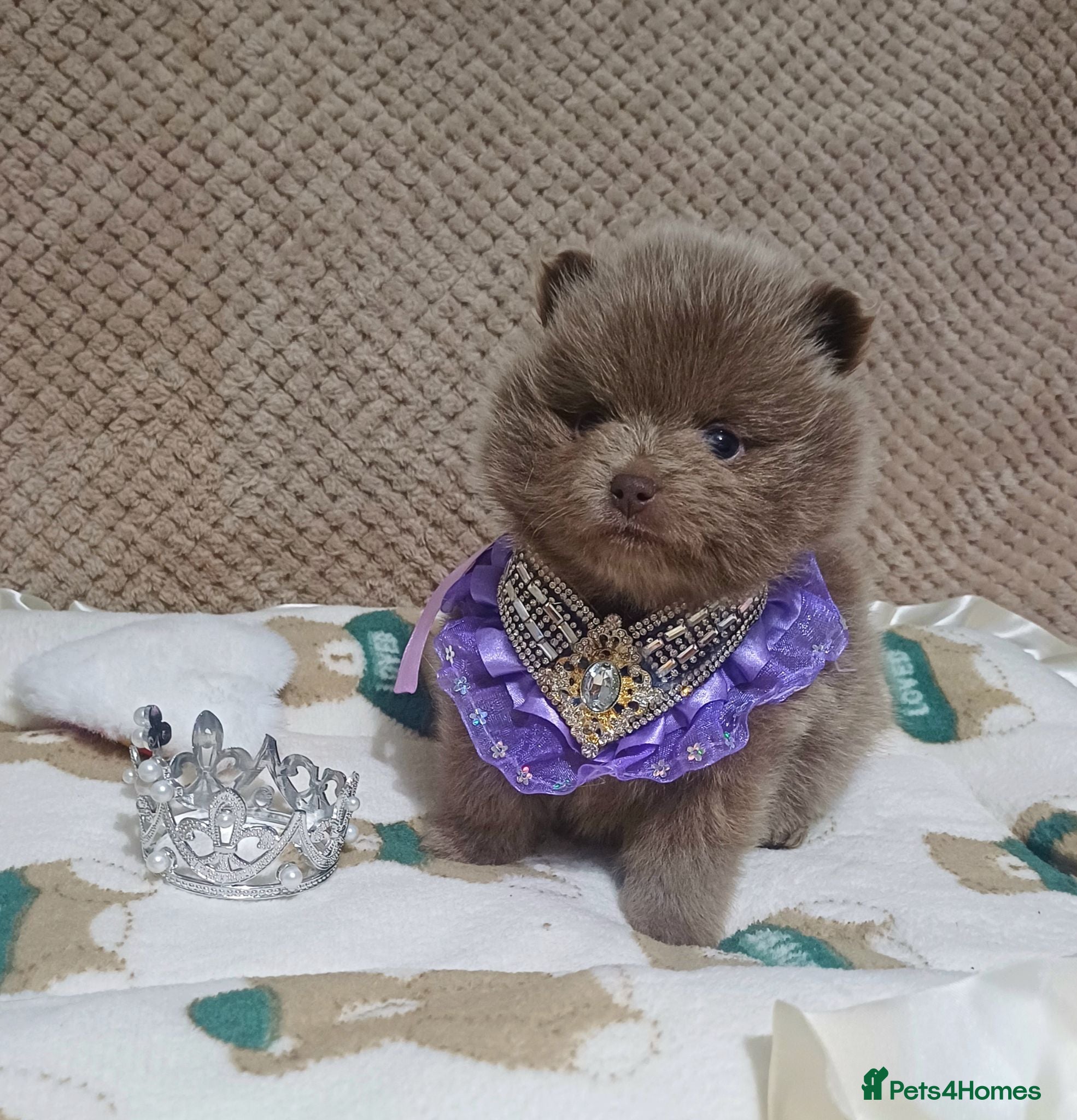 Pomeranian dogs Amazing Tiny lilac pomeranian girls  - Advert 9