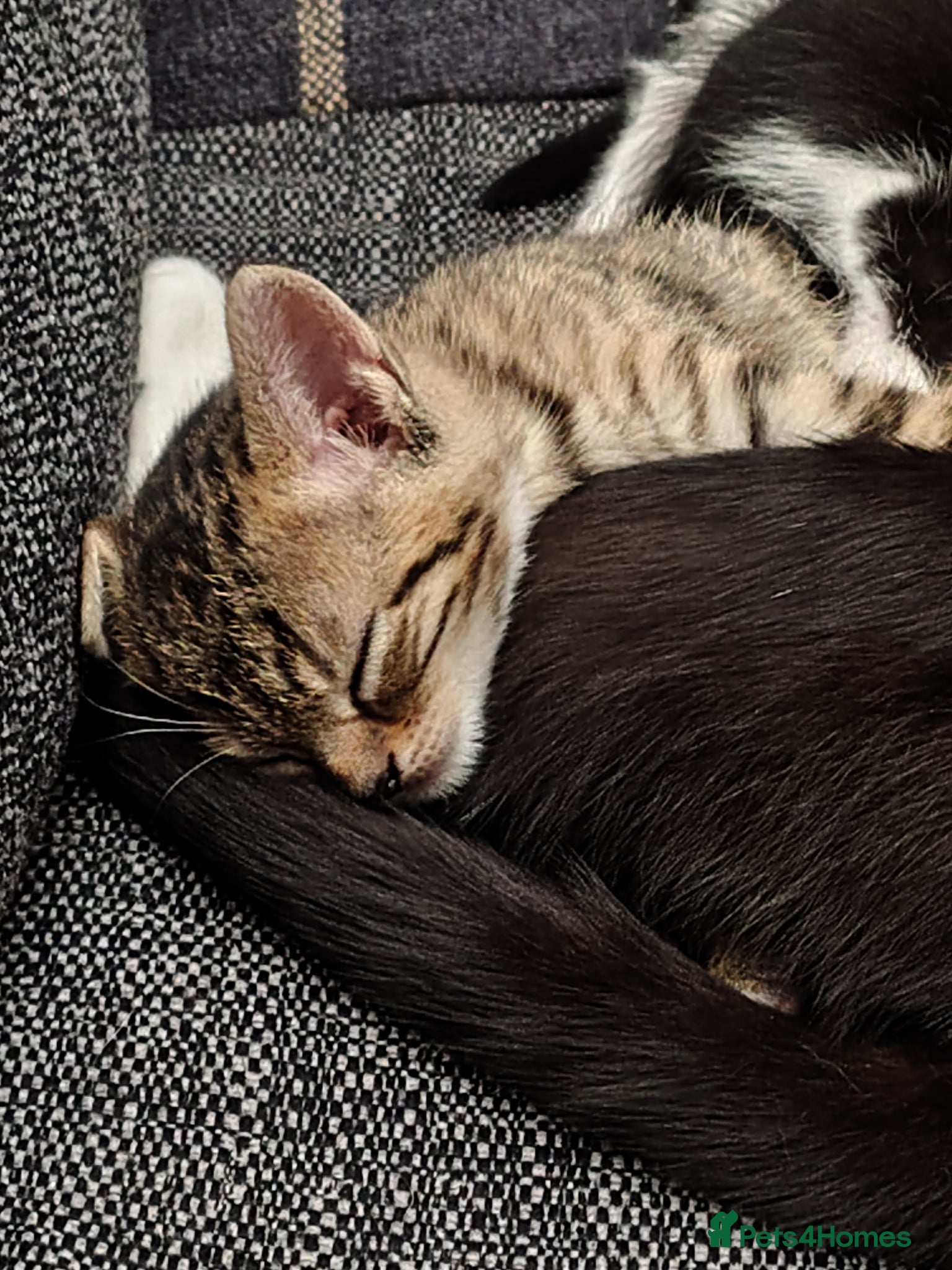 Mixed Breed cats for sale: Lovely tabby kitten ready to find his forever home - Advert 5