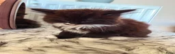 Mixed Breed cats for sale: Two fluffy kittens looking for forever loving home - Advert 22