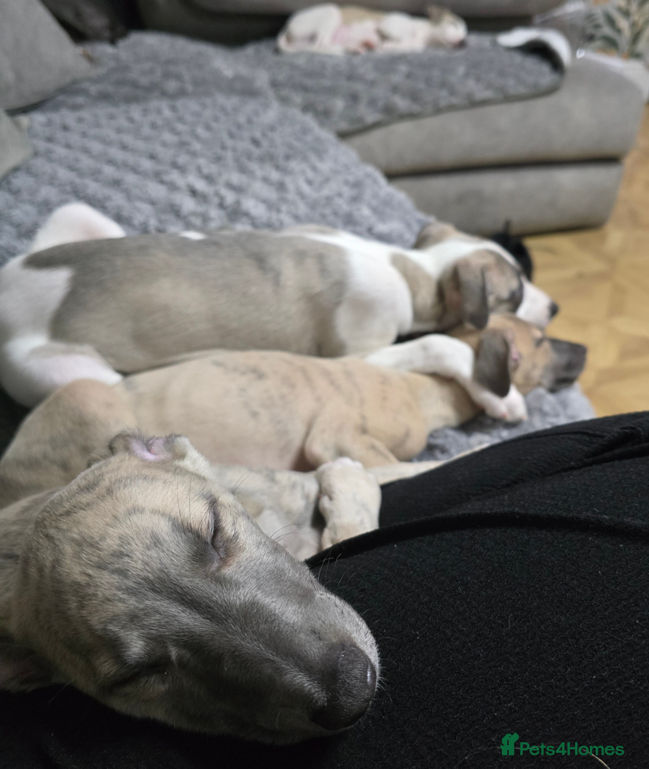 Whippet dogs The 4 most precious!Kc boys wippets 🐶    - Advert 2