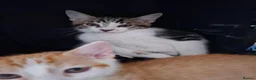 Mixed Breed cats for sale: Two 10 Weeks old Boy kittens  in Colchester - Advert 2