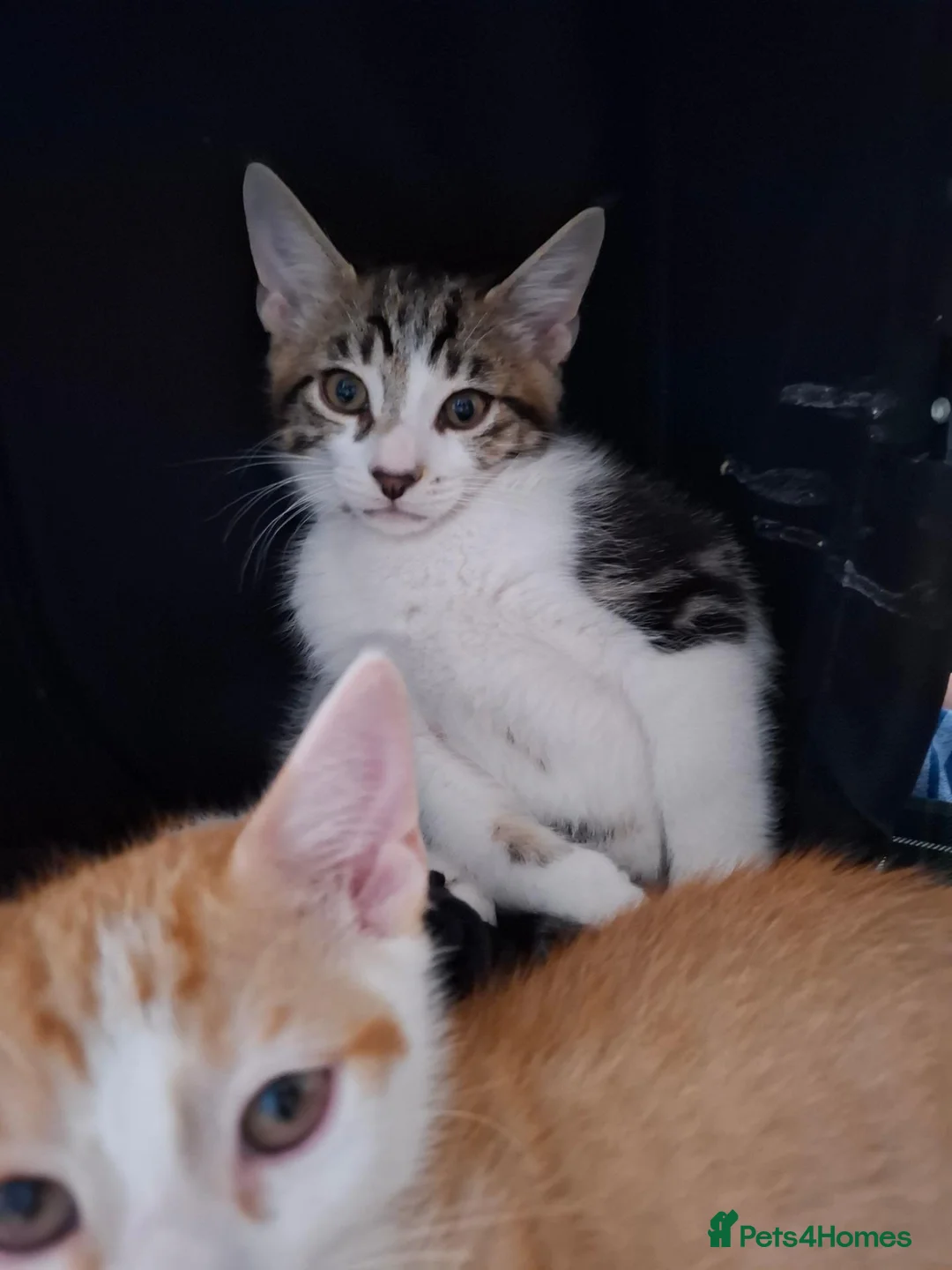 Mixed Breed cats for sale: Two 10 Weeks old Boy kittens  in Colchester - Advert 2