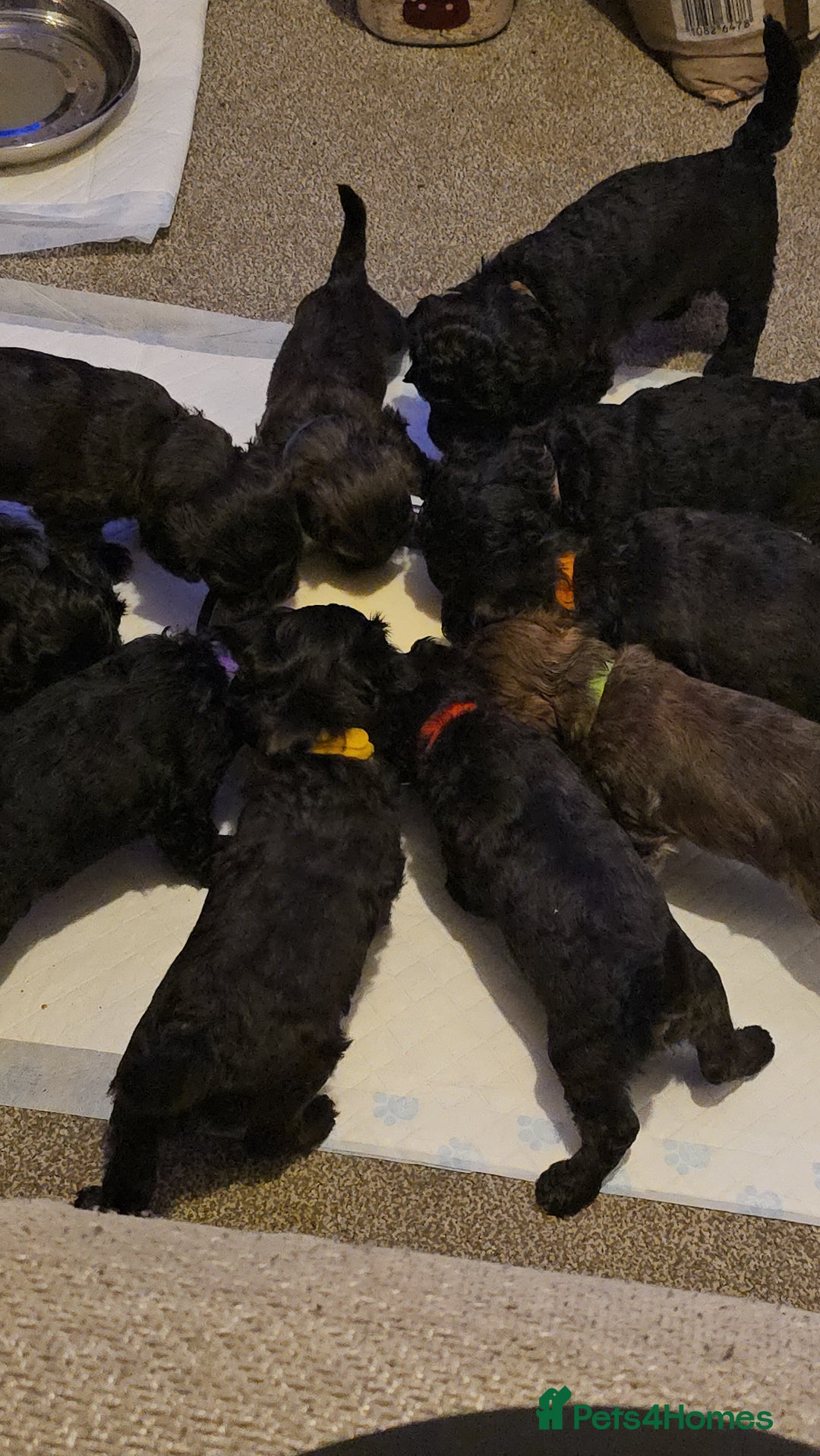 Shihpoo dogs for sale: 🐾REDUCED 2 Boys £800 - Shihpoo Puppies🐾 - Advert 2