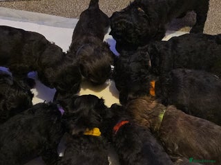 Shihpoo dogs 🐾Cute, Confident & Cuddly Shihpoo Puppies🐾 - Advert 15