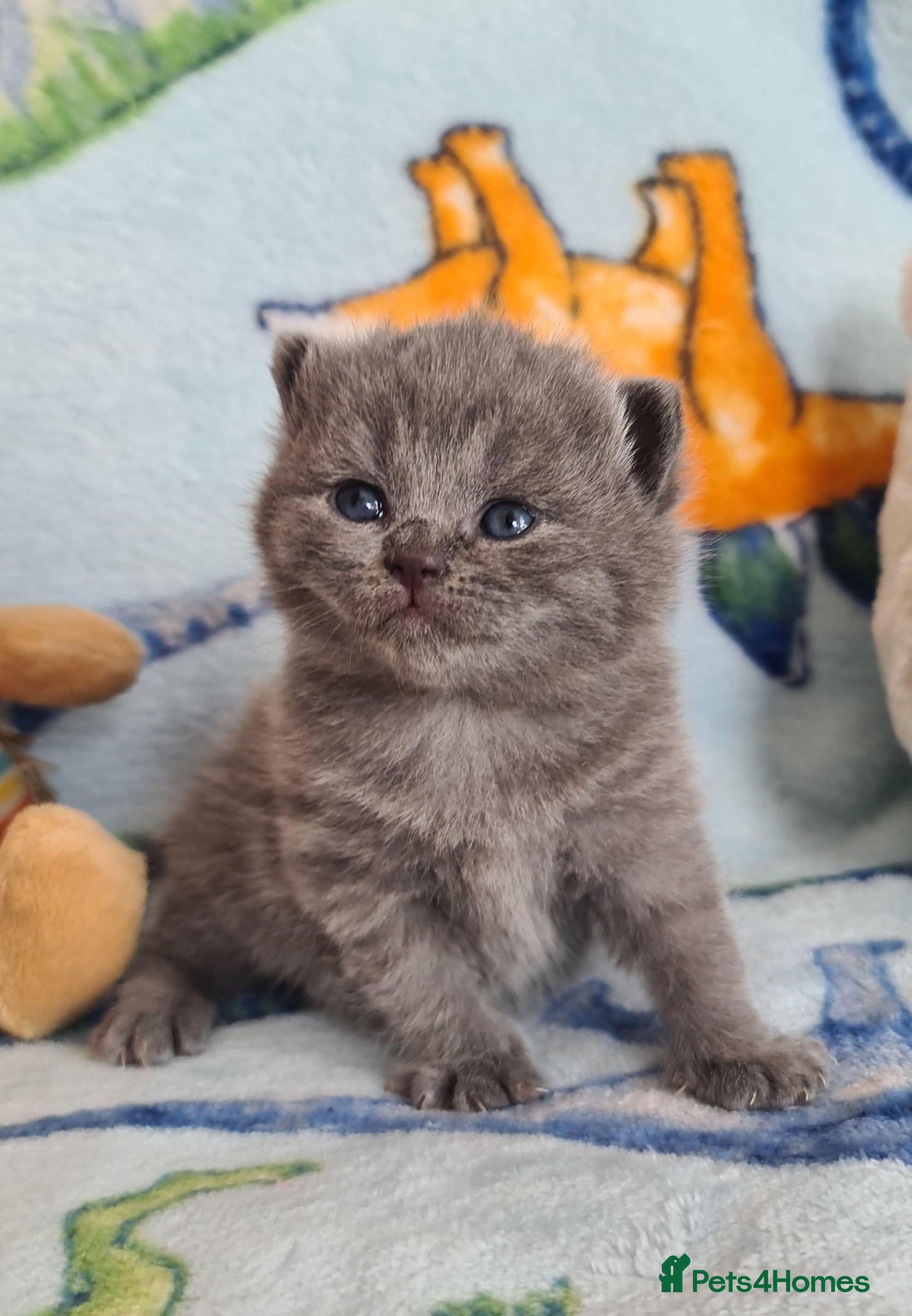 British Shorthair cats British ShortHair Kittens 💝GCCF  - Advert 2