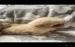 Shih Tzu dogs for sale: 2 lovely Shih Tzu boys for sale  - Image 1