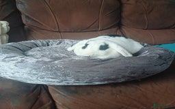 Mixed Breed rabbits for sale: Beautiful rabbit - Image 5