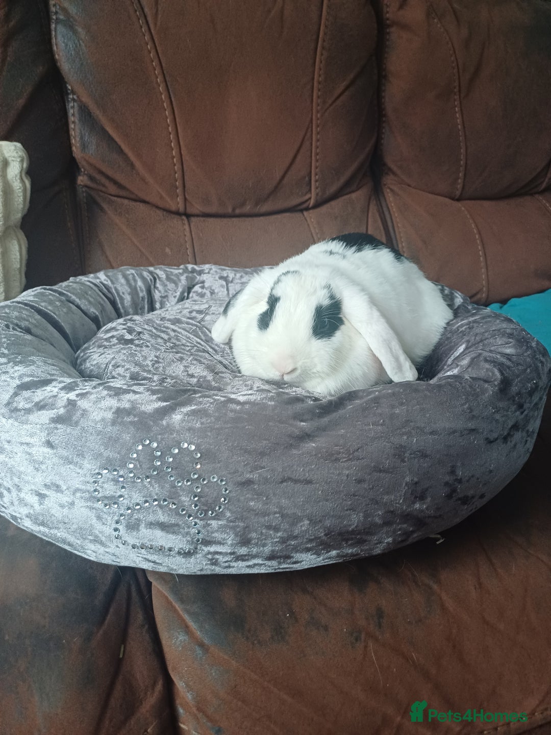Mixed Breed rabbits for sale: Beautiful rabbit - Image 5