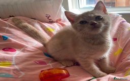 British Shorthair cats for sale: Beautiful 5th generation British shorthair kittens - Image 1