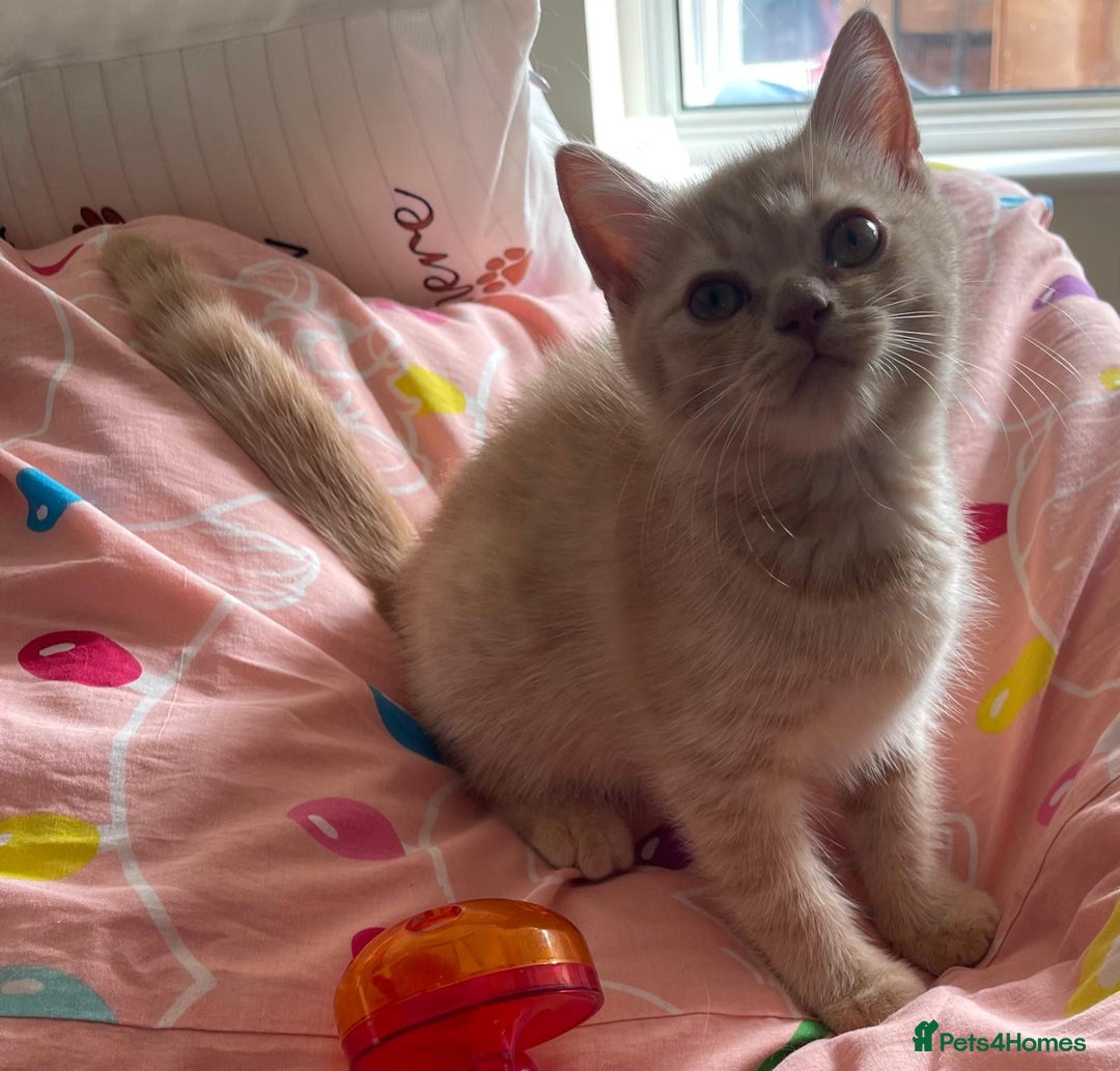 British Shorthair cats for sale: Beautiful 5th generation British shorthair kittens - Image 1