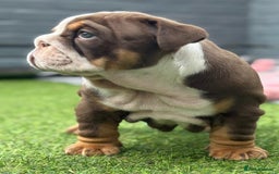 English Bulldog dogs for sale: Exceptional English Bulldog Puppies - Image 30