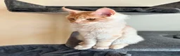 Maine Coon cats for sale: TICA REGISTERED Maine Coon boys! £1250 - Advert 5