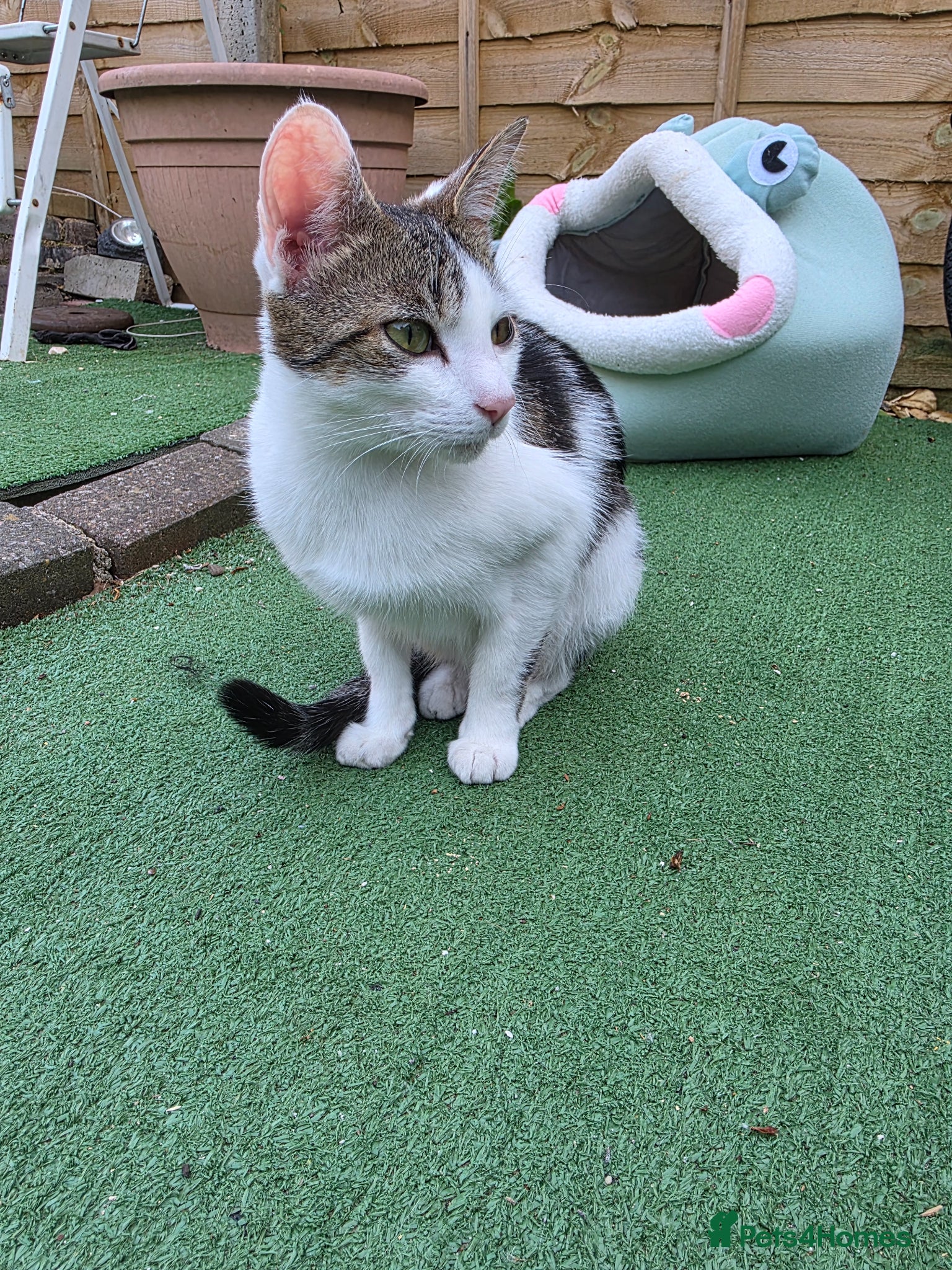 Mixed Breed cats Forever Home - Advert 16