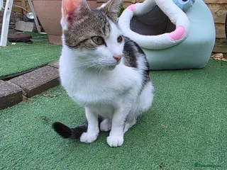 Mixed Breed cats Forever Home - Advert 16