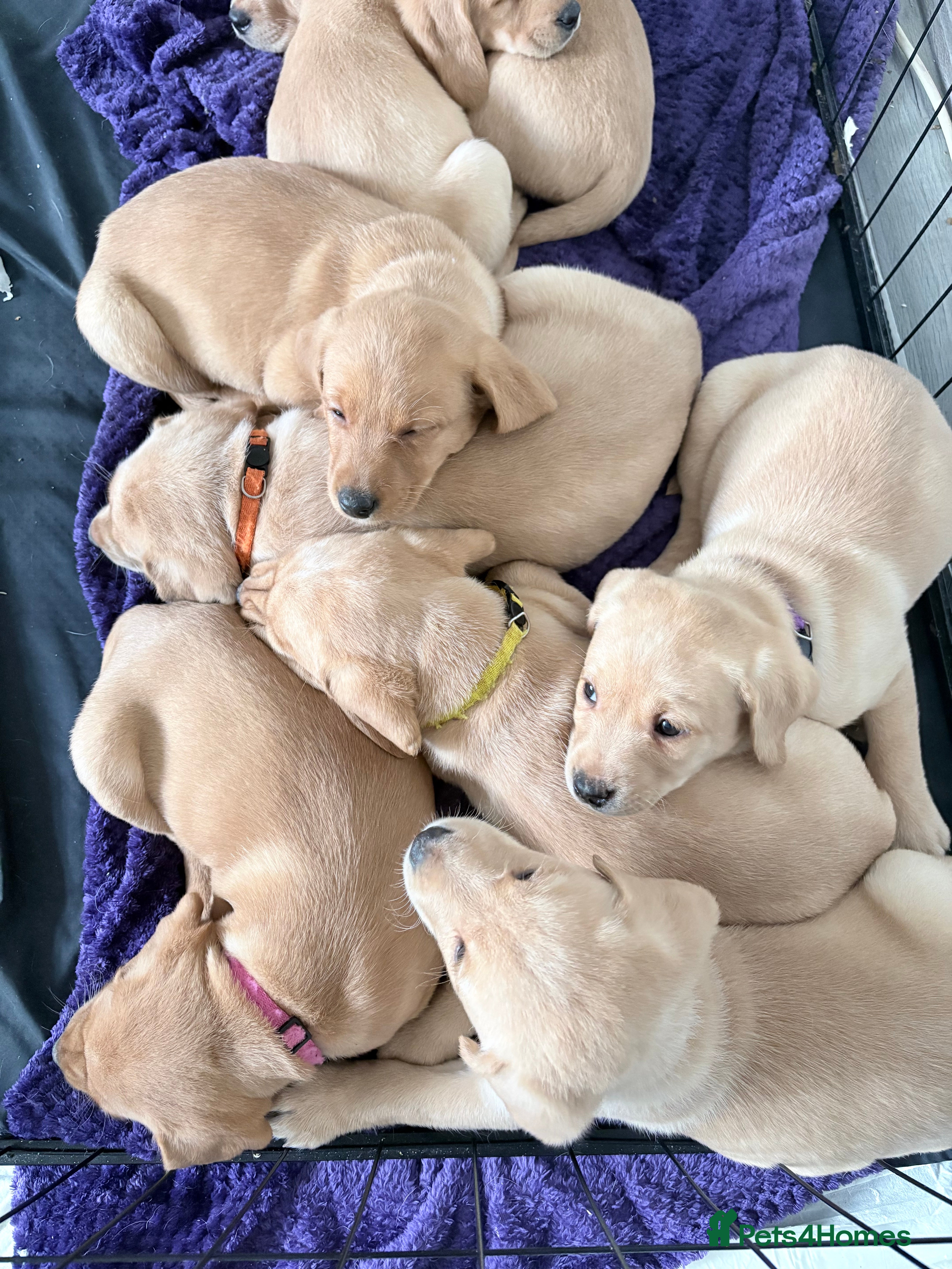 Labrador Retriever dogs Beautiful Labrador Pup - Advert 6