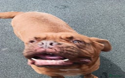 Dogue De Bordeaux dogs for sale: 4yr old Dogue De Bordeaux - Image 2