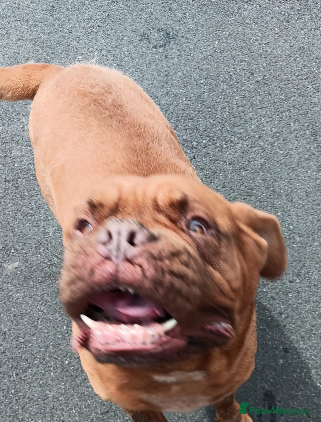 Dogue De Bordeaux dogs for sale: 4yr old Dogue De Bordeaux - Image 2