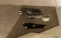 Persian cats for sale: 3 beautiful Persians for sale in Cheltenham - Image 3