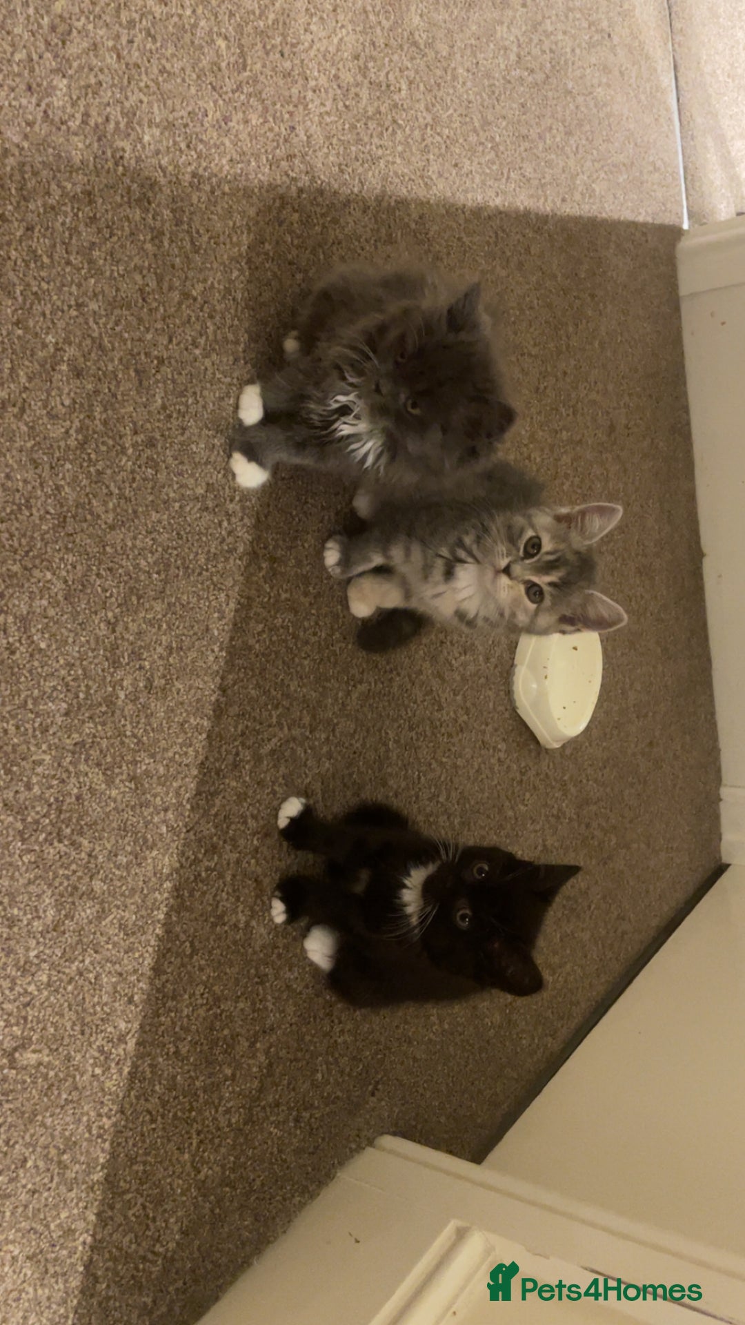 Persian cats for sale: 3 beautiful Persians for sale in Cheltenham - Image 3