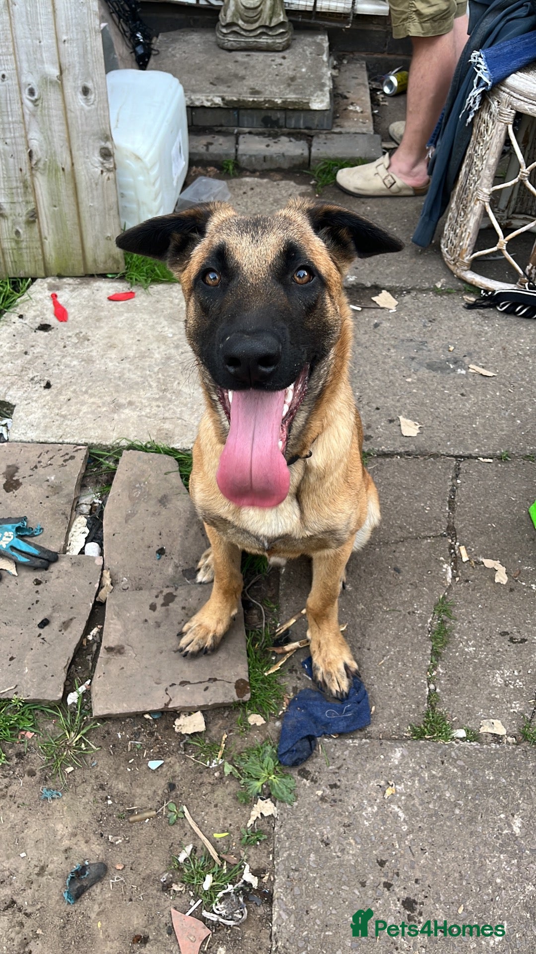Mixed Breed dogs Male Mali x shep - Advert 11