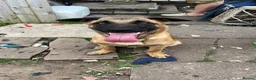 Mixed Breed dogs for sale: Male Mali x shep in Coventry - Advert 1