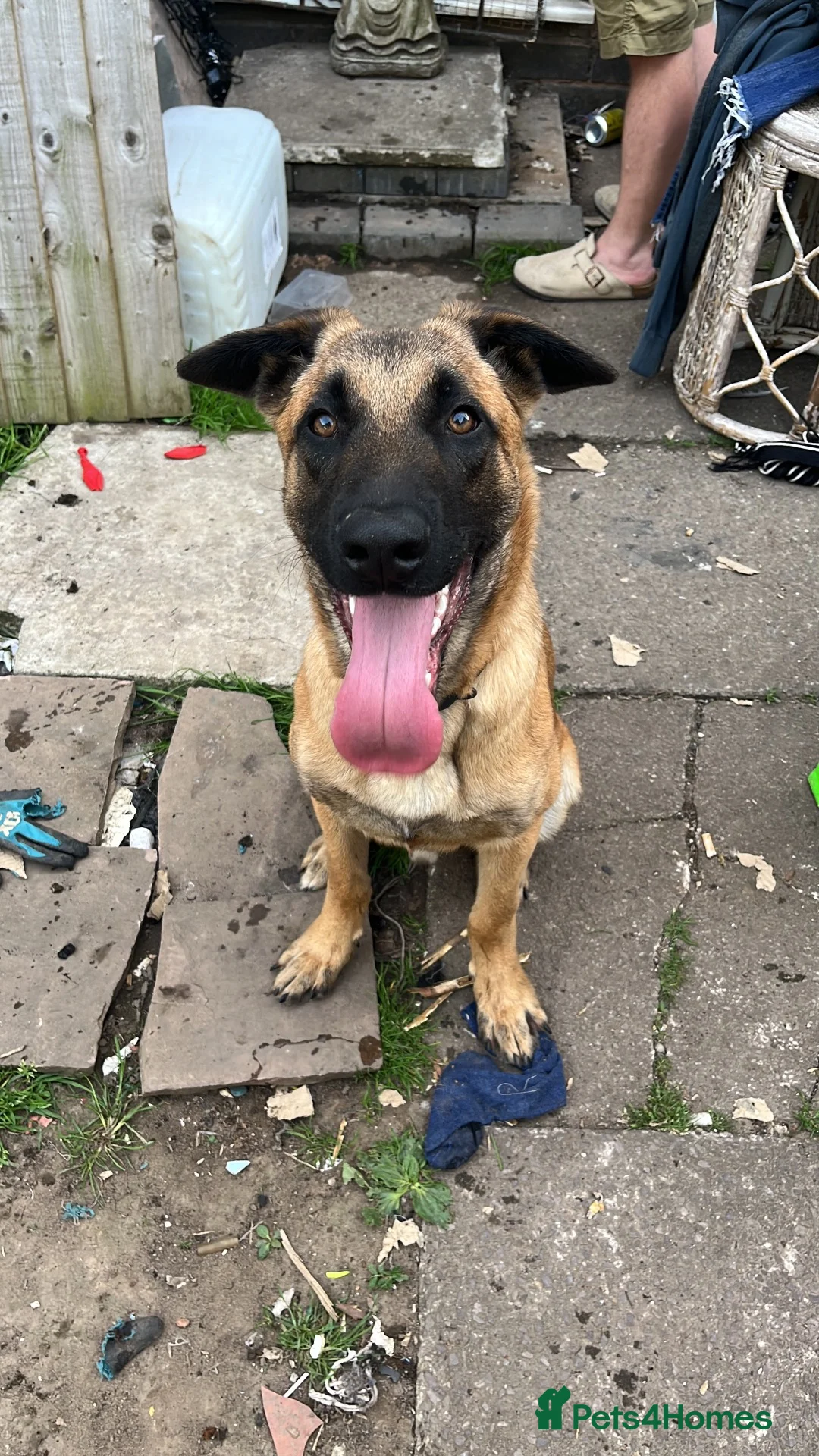 Mixed Breed dogs for sale: Male Mali x shep in Coventry - Advert 1