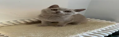 British Shorthair 1