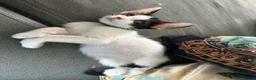 Mixed Breed cats for sale: Beautiful litter is Siamese mixed breed kittens - Advert 8