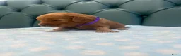 Cockapoo dogs for sale: 5⭐️ Licensed breeder. F1 cockapoo PRA Clear - Advert 21