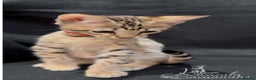 Savannah cats for sale: 12 Weeks Old 5*! -Exceptional Quality Tica Registr - Advert 26