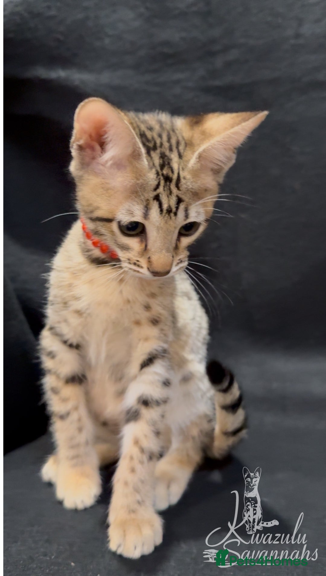 Savannah cats for sale: 12 Weeks Old 5*! -Exceptional Quality Tica Registr - Advert 26