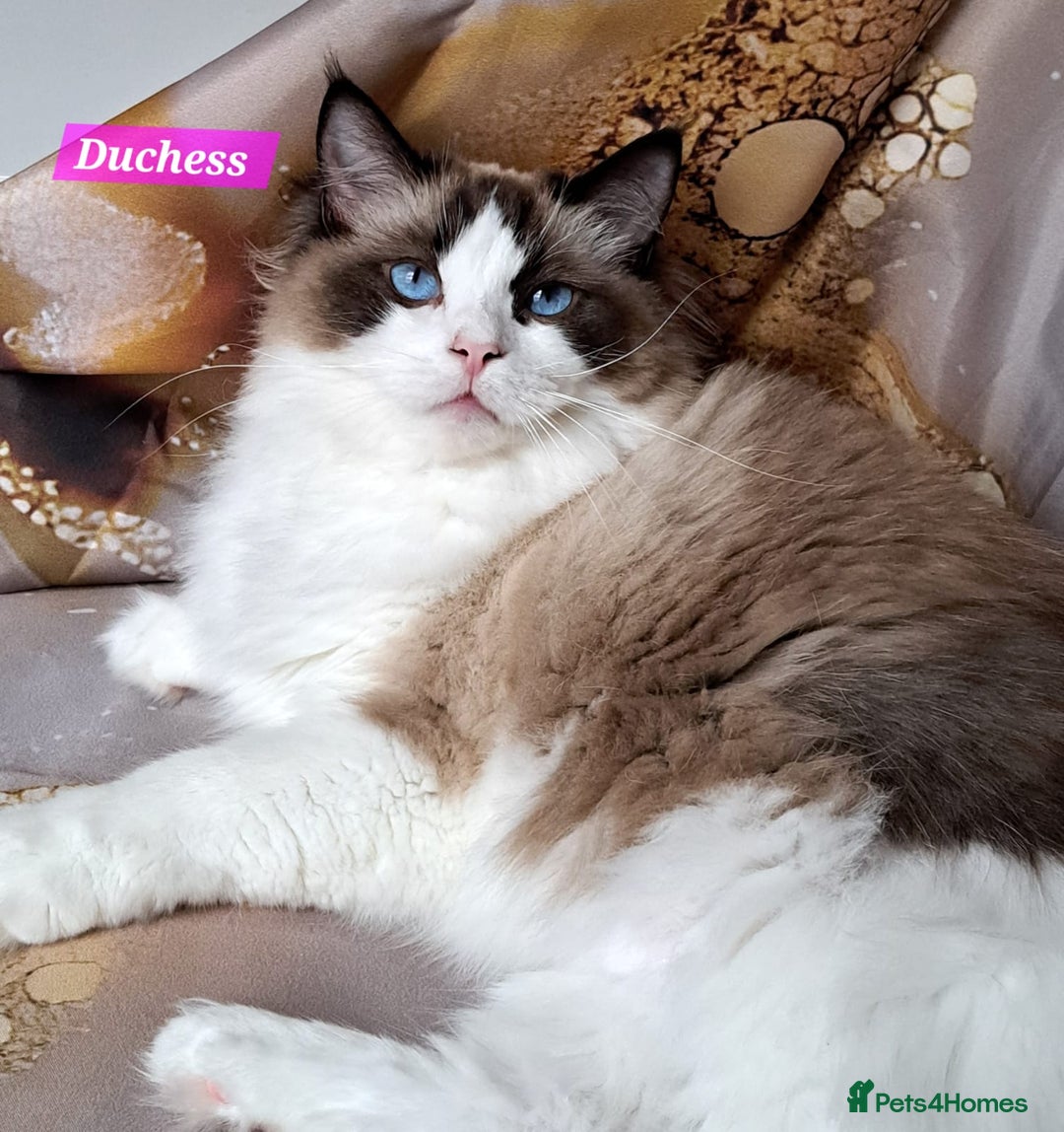 Ragdoll cats for sale: Exceptional bloodlines Ragdolls 💞💞 - Image 8