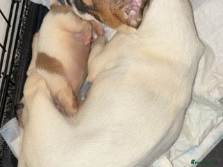 Jack Russell dogs Jack russle boy pup (cow looking) born 27th oct - Advert 6