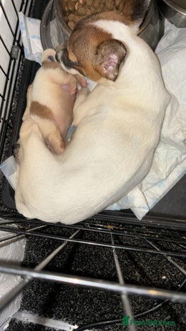 Jack Russell dogs Jack russle boy pup (cow looking) born 27th oct - Advert 16