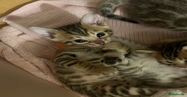 Bengal cats - Advert 16