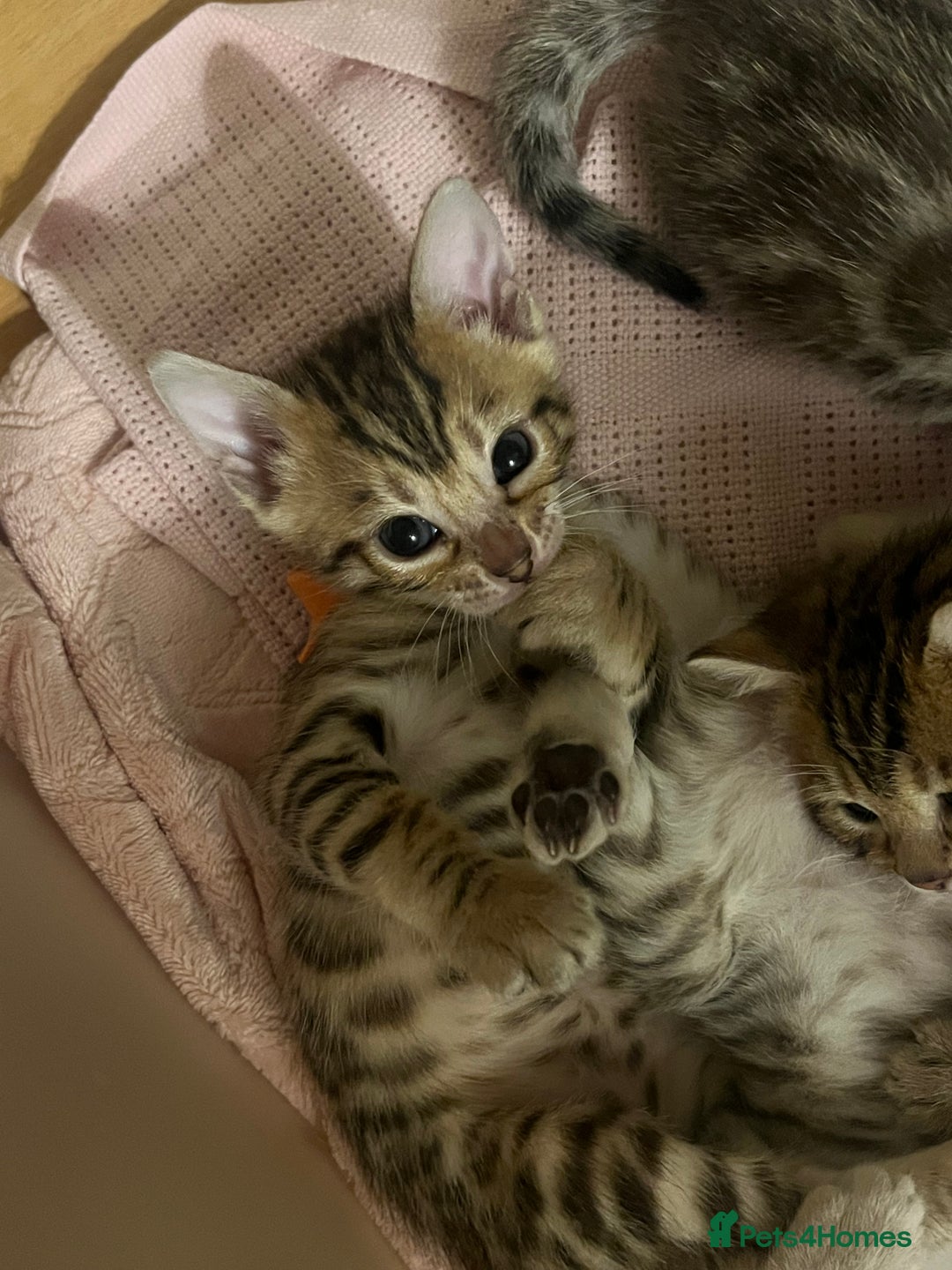 Bengal cats for sale: Last Brown Bengal Girl Available  - Image 2