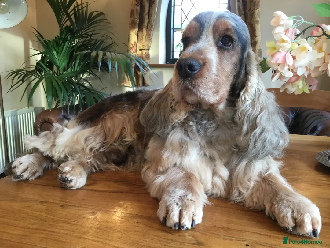 Cocker Spaniel dogs for stud: Stunning, Sable Show Cocker Stud, Health Tested. in Market Drayton - Advert 6