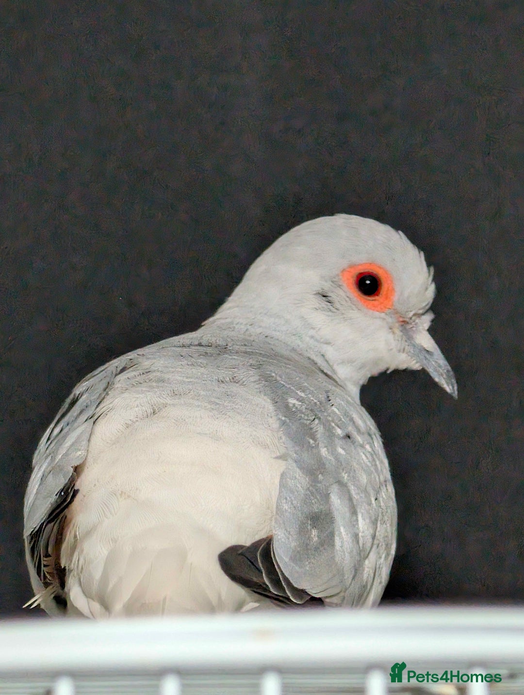 Canaries birds for sale: 1x Canary 1x Diamond Dove - Advert 2