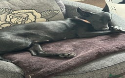 Mixed Breed dogs for sale: 1 belgian shepherd and 1 Sheprador - Image 9