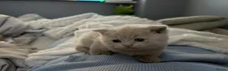 British Shorthair cats for sale: ☆☆ prestige chunky & fluffy, britsh shorthairs! ☆☆ - Advert 33