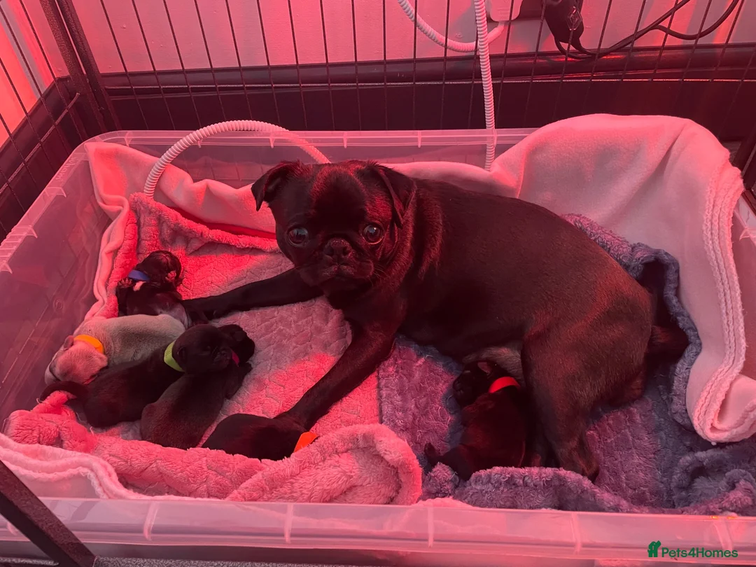 Pug dogs for sale: Six Happy & Healthy KC Pedigree Pugs - Advert 2