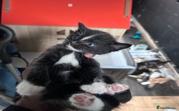 Mixed Breed cats for sale: Beautiful Kittens Available - Image 7