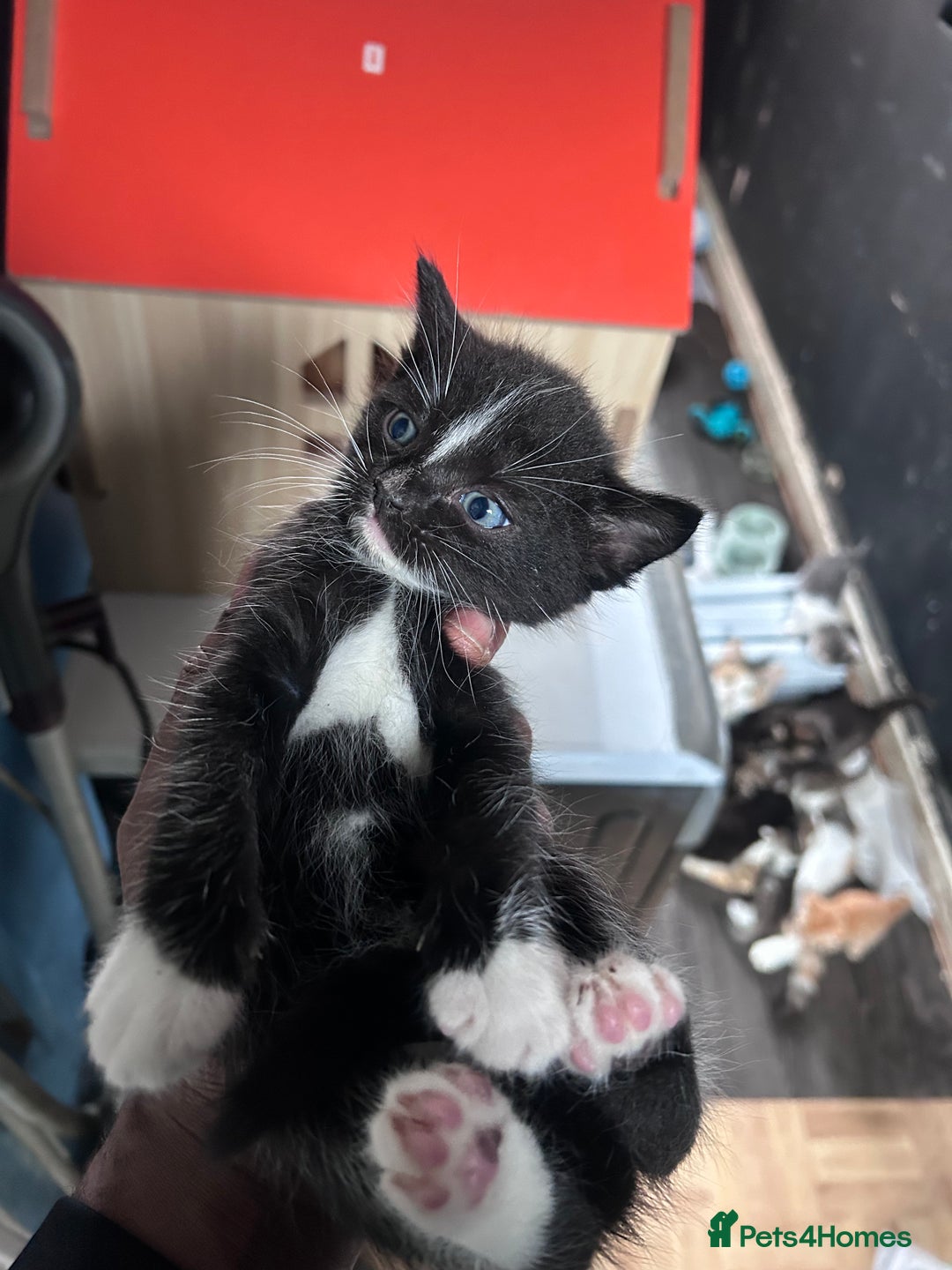 Mixed Breed cats for sale: Beautiful Kittens Available - Image 7
