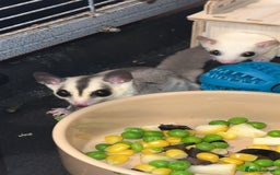 Sugar Glider rodents for sale: Classic Grey and Leucistic - Image 6