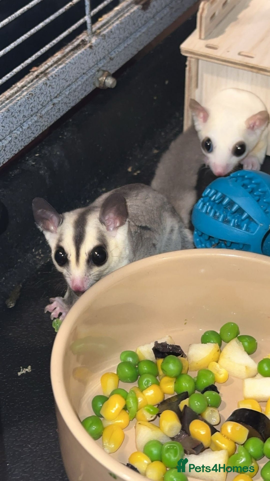 Sugar Glider rodents for sale: Classic Grey and Leucistic - Image 6